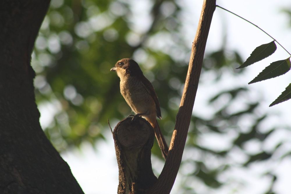 Burmese Shrike
