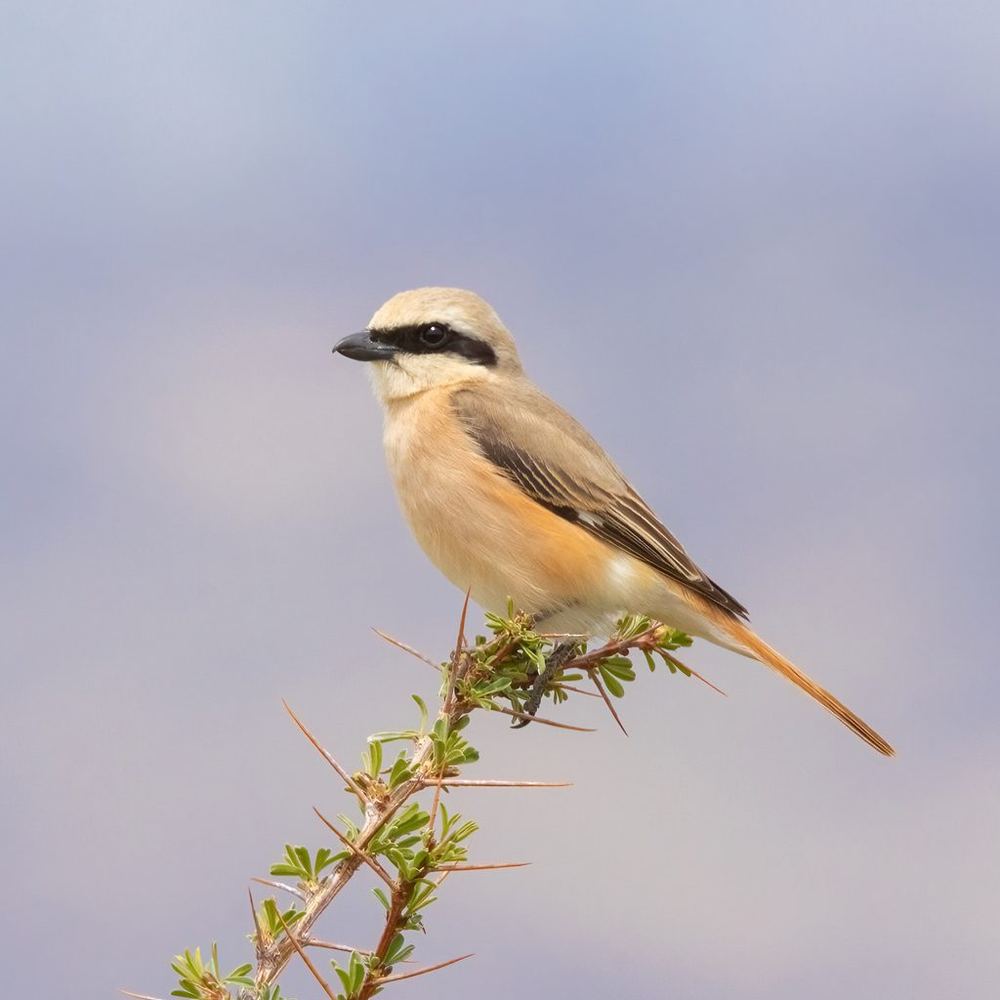 Isabelline Shrike