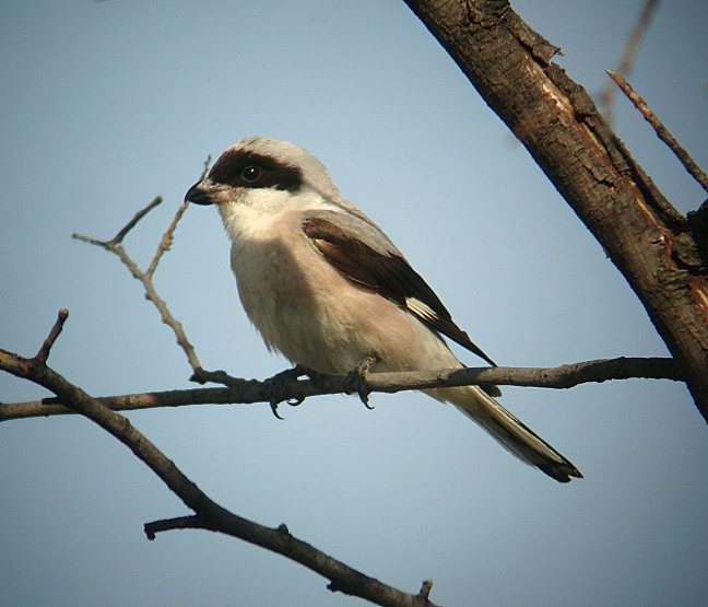 Lanius minor