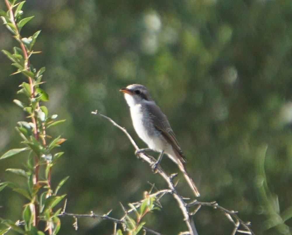 Red-tailed Shrike