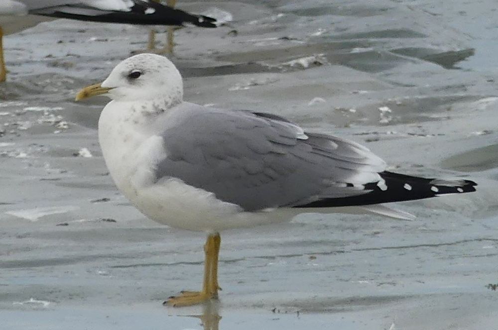 Common Gull