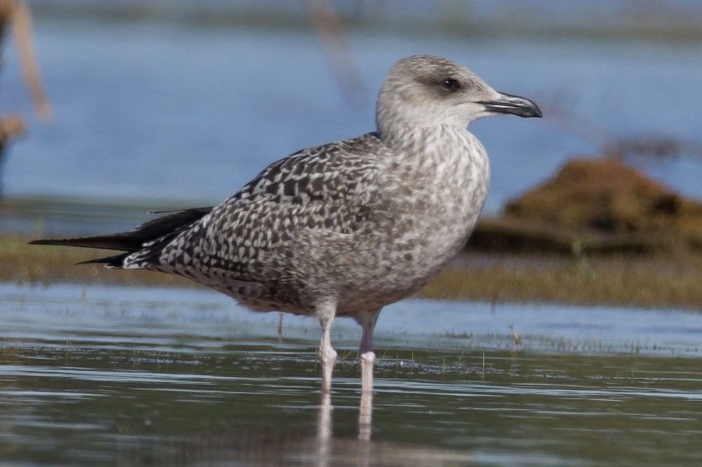 Lesser Black-backed Gull