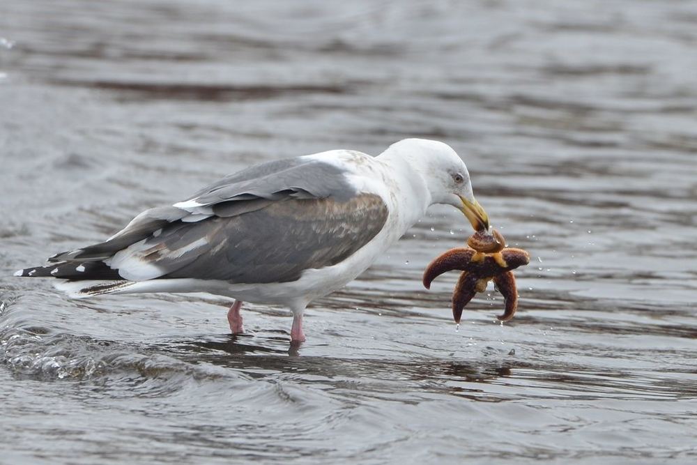Slaty-backed Gull