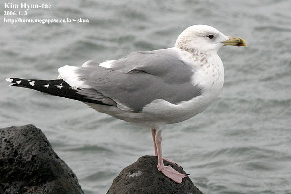 Vega Gull