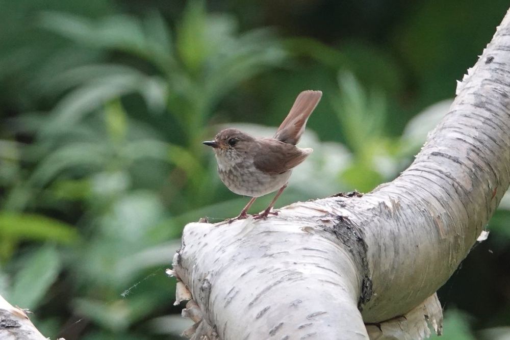 Rufous-tailed Robin