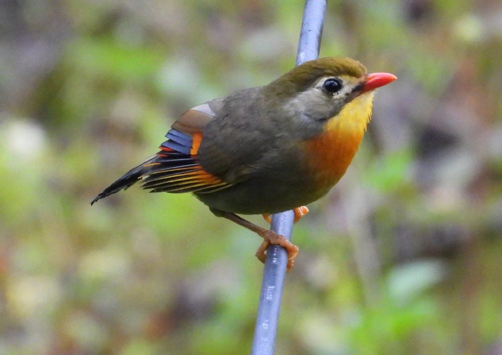 Red-billed Leiothrix