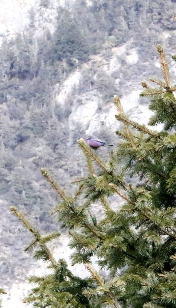 White-browed Tit-warbler