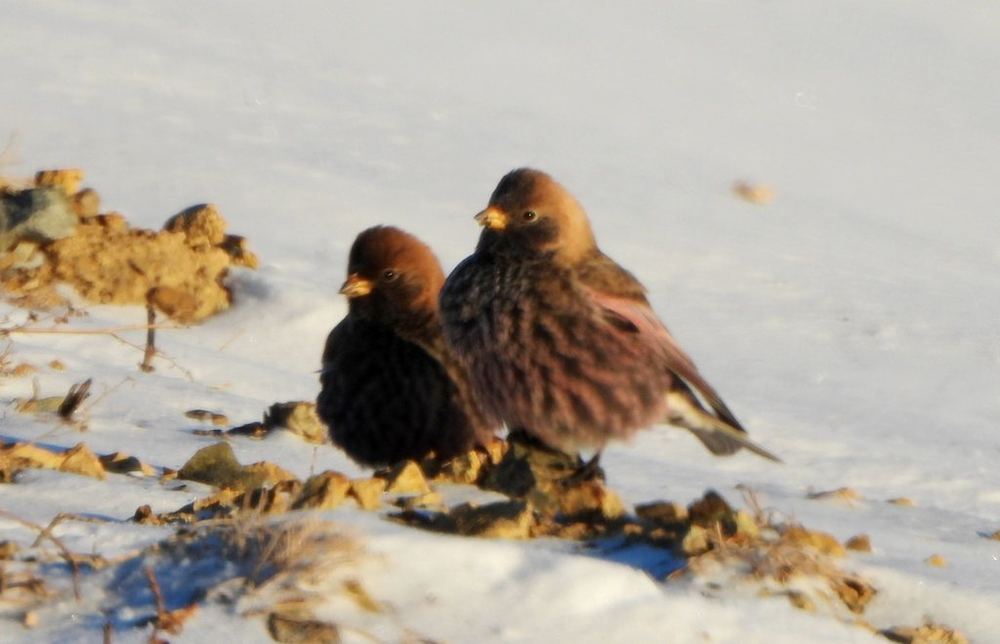 Asian Rosy Finch