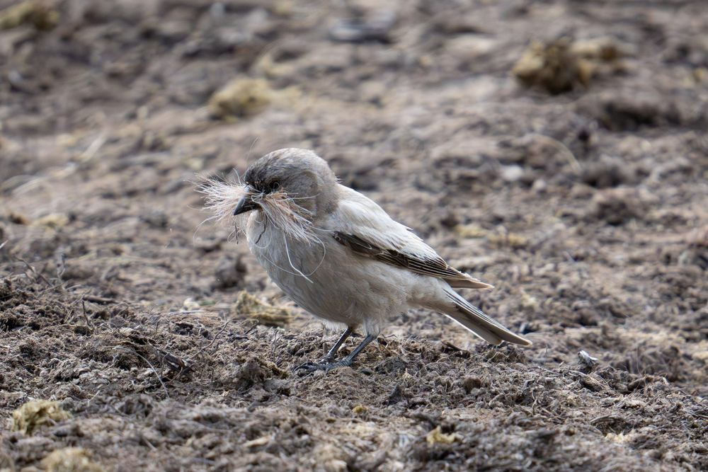 Brandt's Mountain Finch
