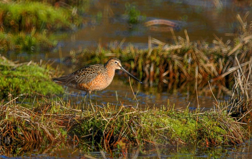 Long-billed Dowitcher