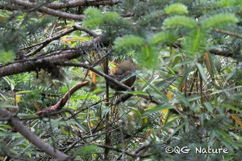 Liocichla omeiensis