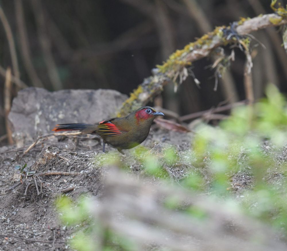 Red-faced Liocichla
