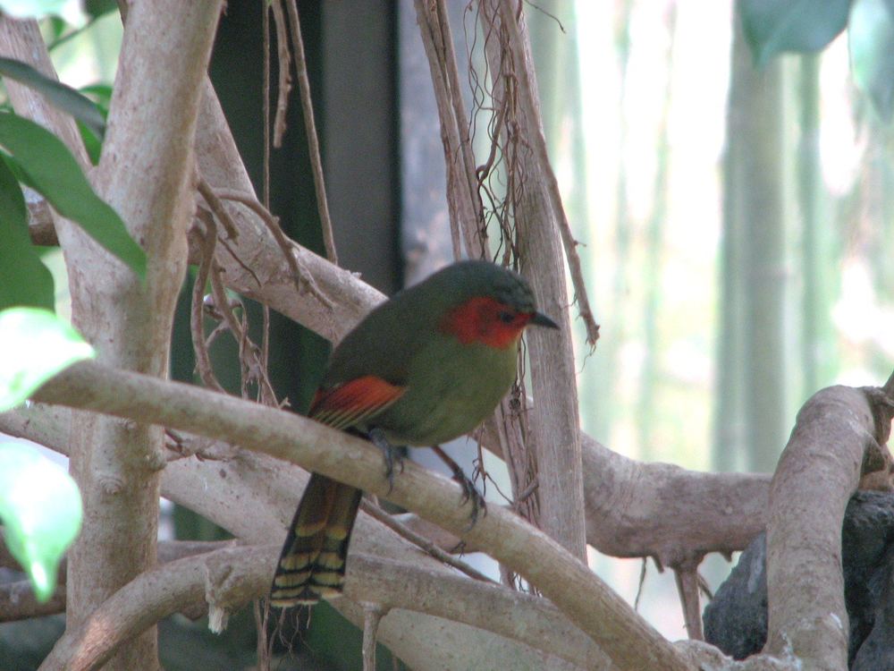 Scarlet-faced Liocichla