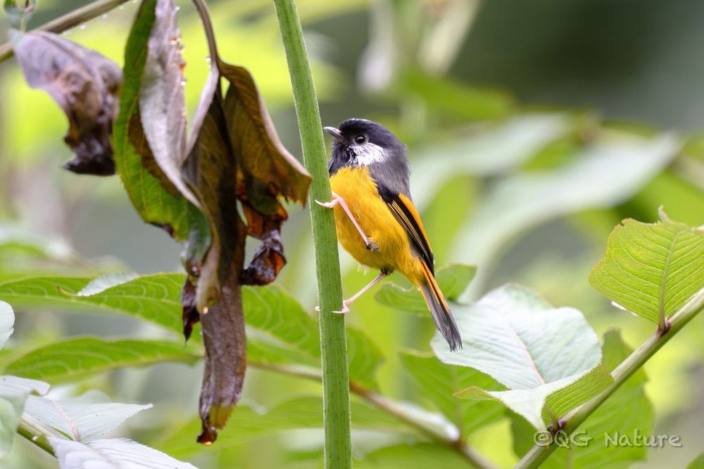 Golden-breasted Fulvetta