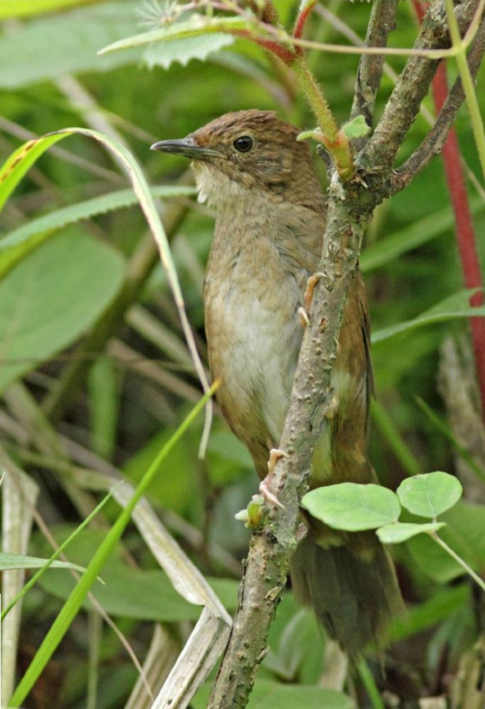 Locustella chengi