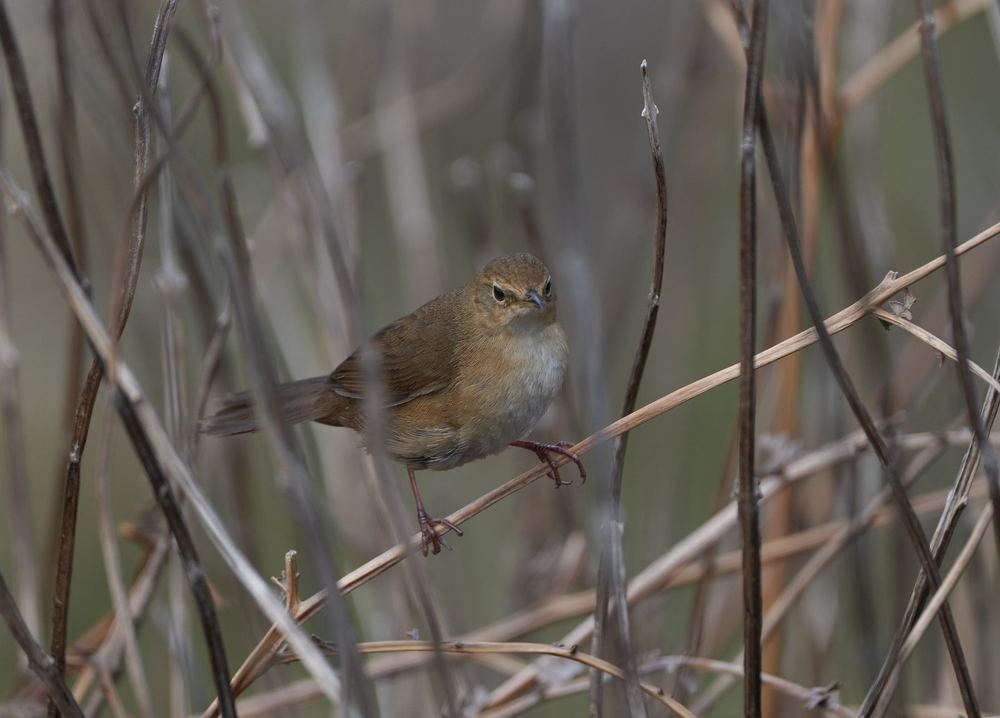 Brown Bush Warbler