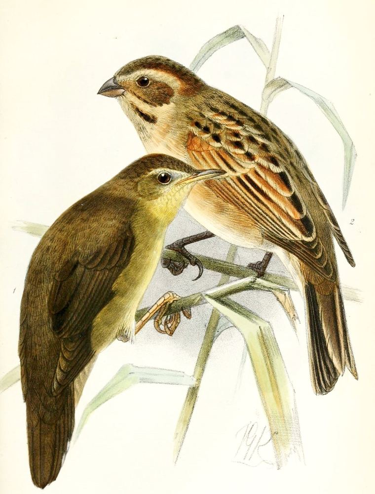 Middendorff's Grasshopper Warbler