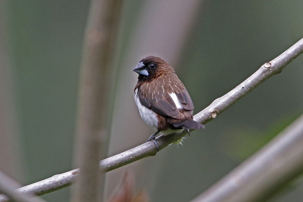 White-rumped Munia