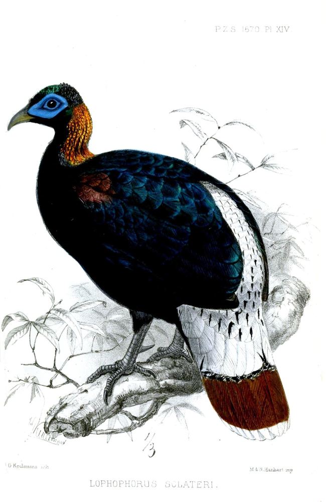 Sclater's Monal