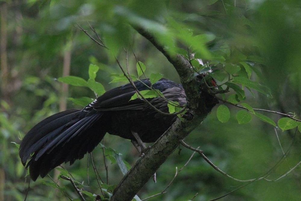 Kalij Pheasant