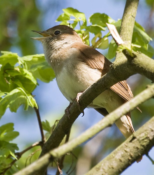 Luscinia megarhynchos