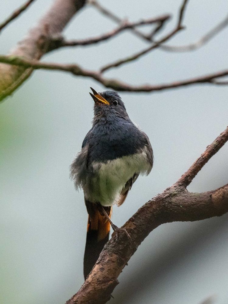 White-bellied Redstart