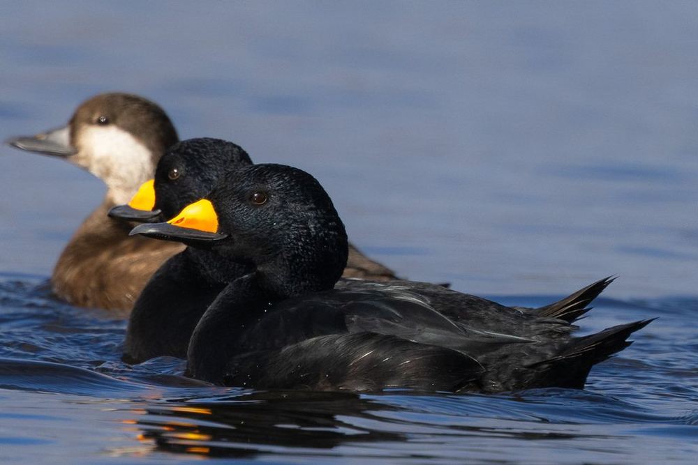 Black Scoter