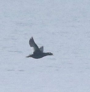 Stejneger's Scoter