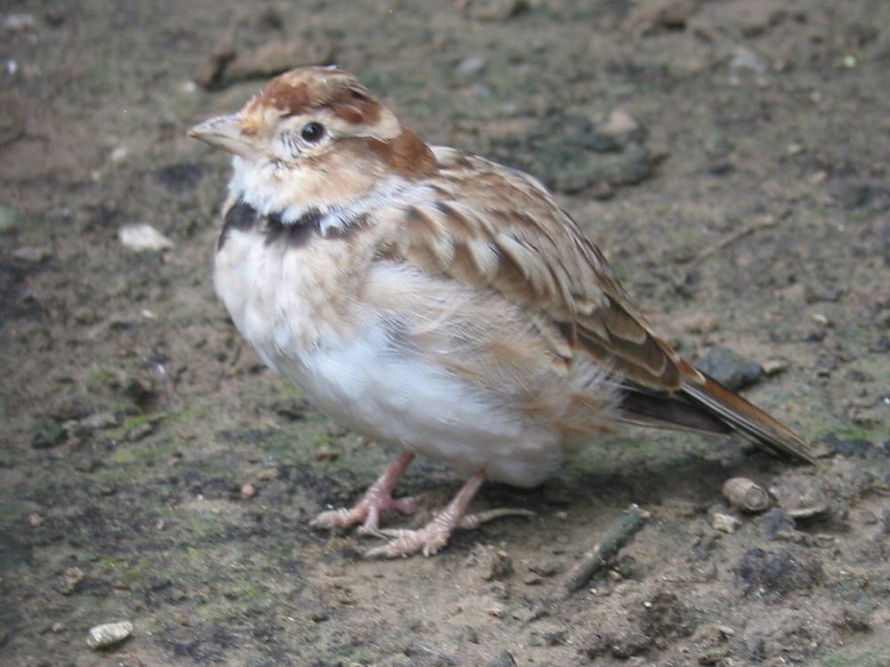 Melanocorypha mongolica