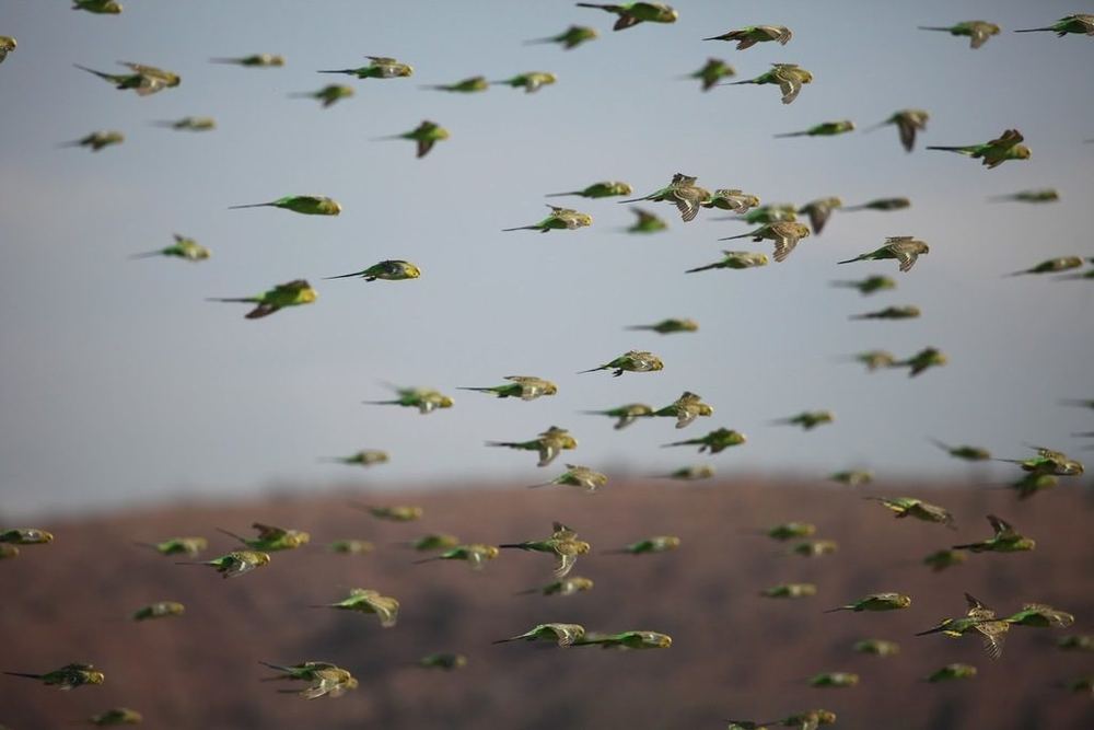 Budgerigar