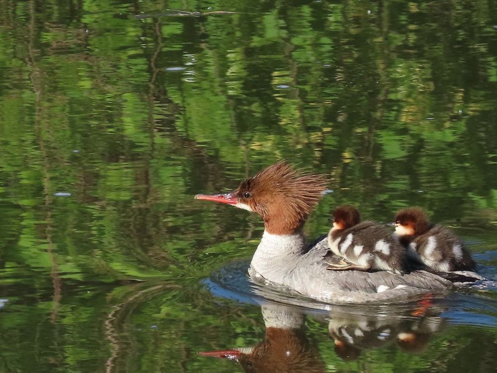 Goosander