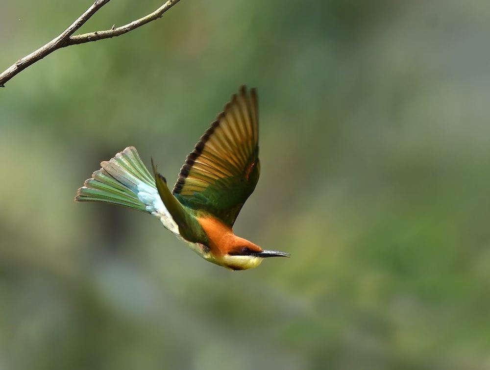Chestnut-headed Bee-eater