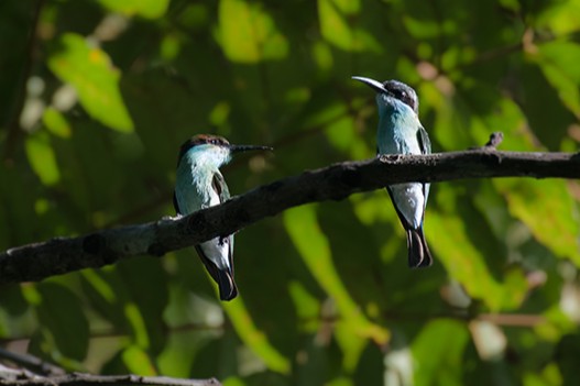 Blue-Throated Bee-Eater