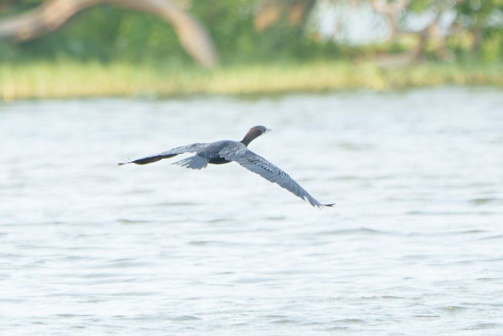 Little Cormorant