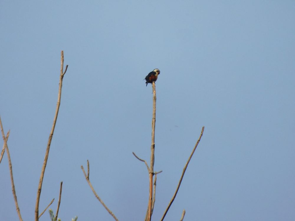 Collared Falconet