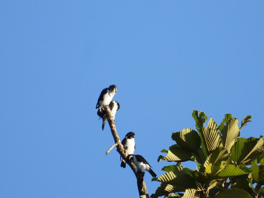 Pied Falconet
