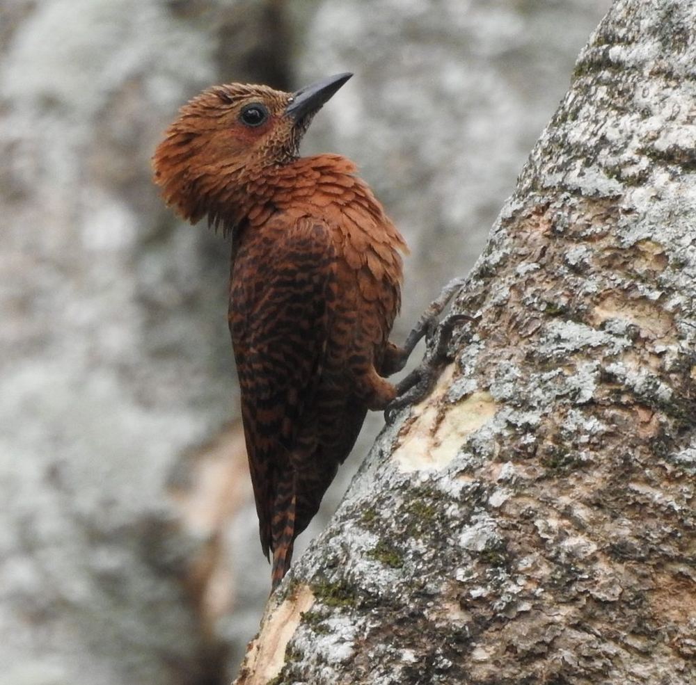 Rufous Woodpecker