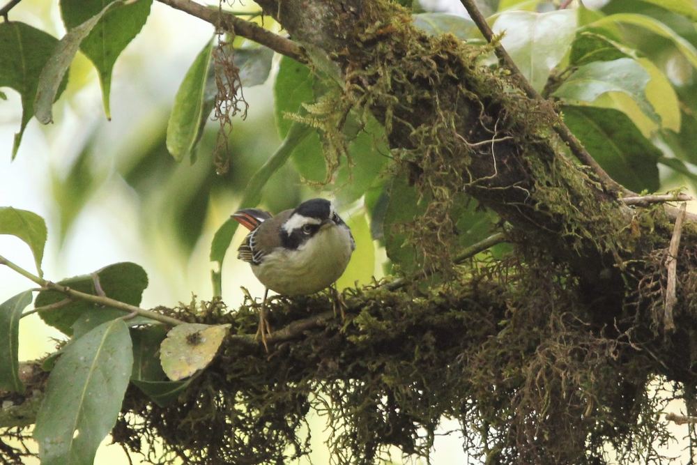 Red-tailed Minla