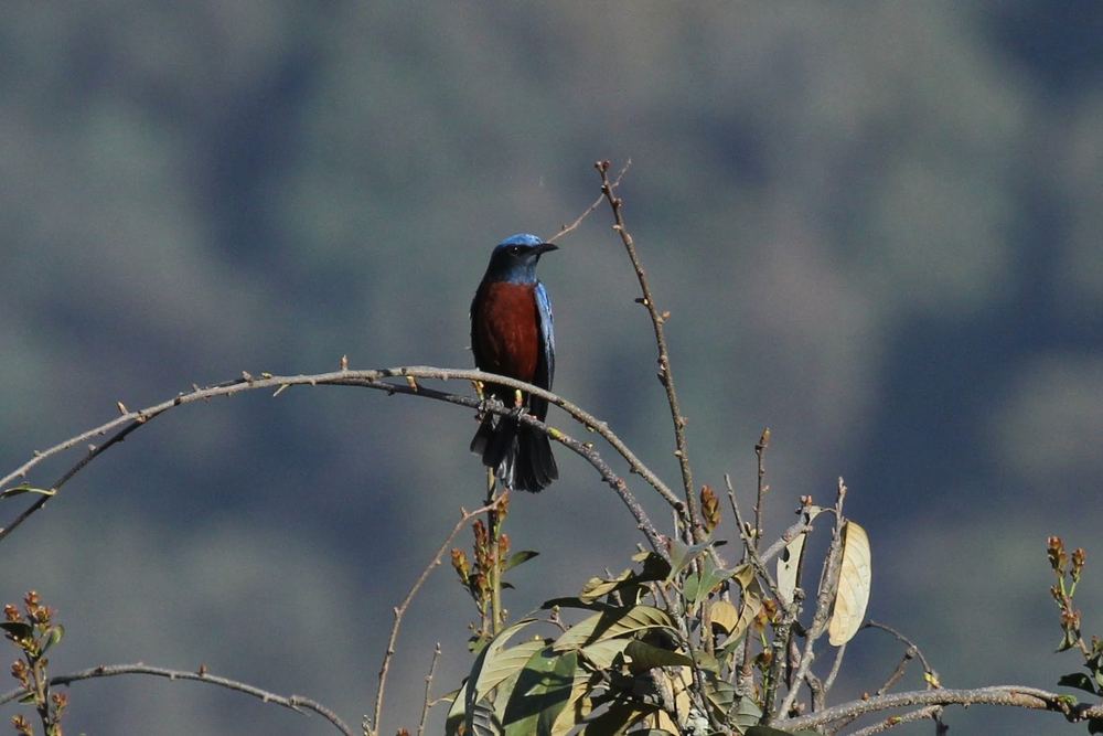 Chestnut-bellied Rock Thrush