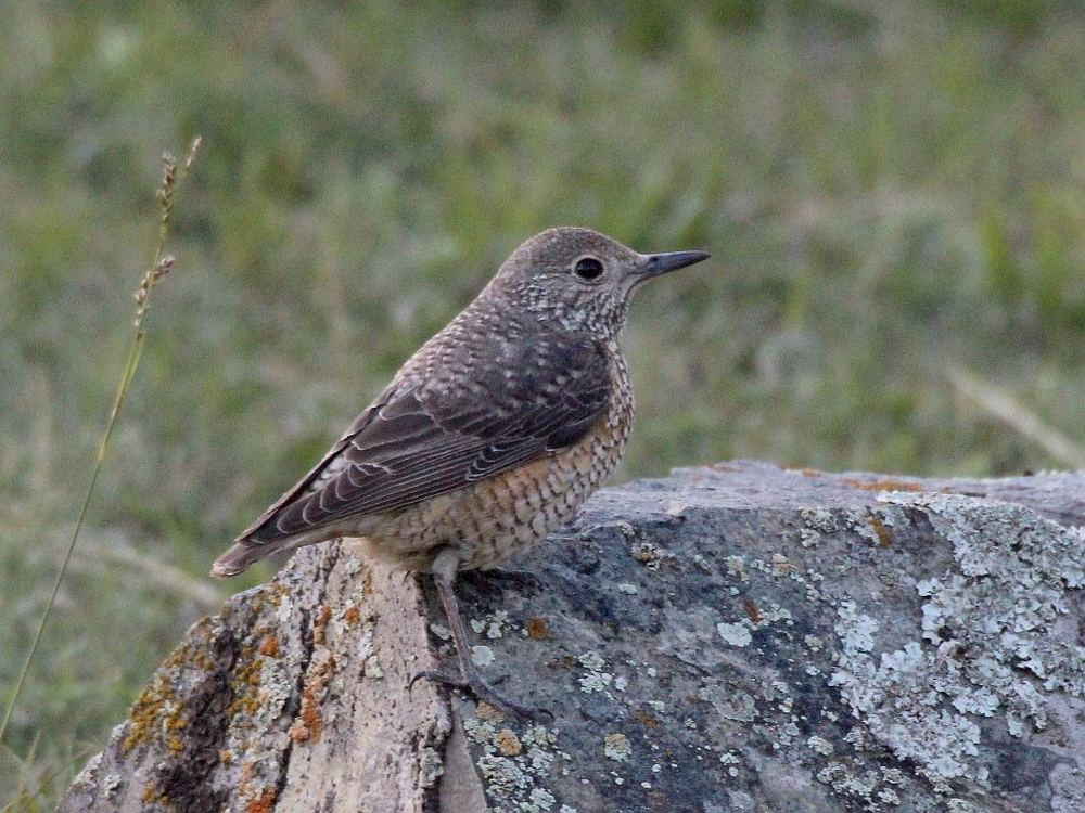 Rufous-tailed Rock-Thrush