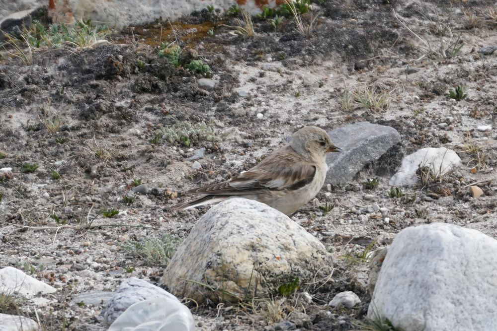 Black-winged Snowfinch