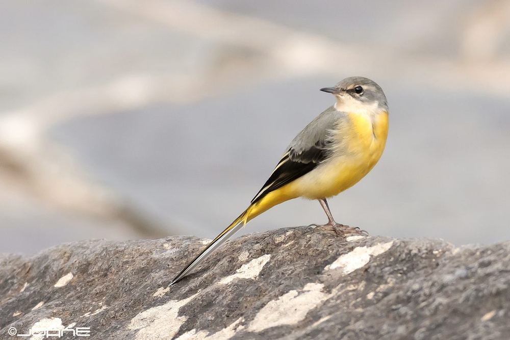 Grey Wagtail