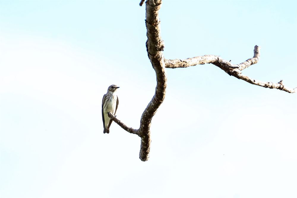 Gray-Streaked Flycatcher