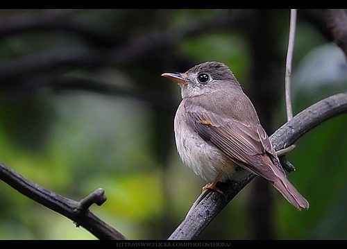 Brown-breasted Flycatcher