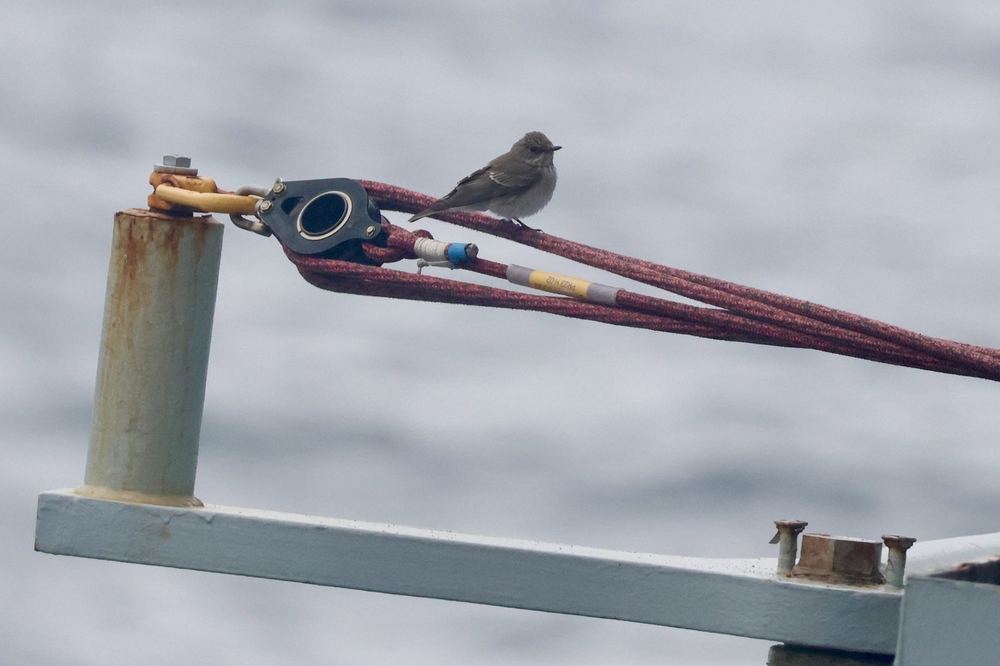 Spotted Flycatcher