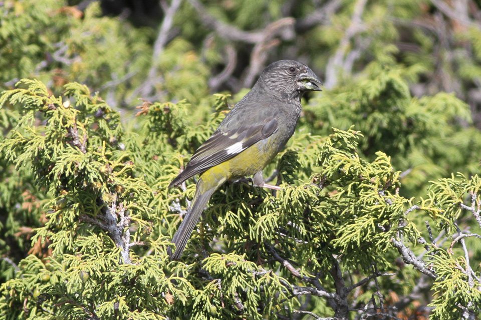 White-winged Grosbeak