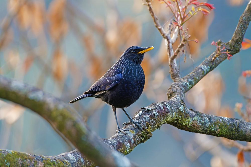 Blue Whistling-Thrush