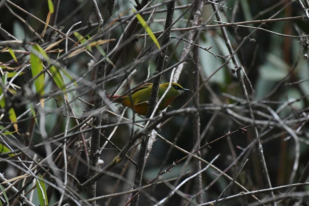 Fire-tailed Myzornis