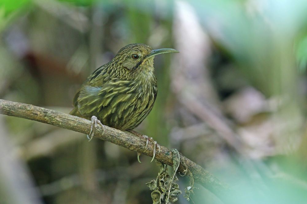 Long-billed Wren-Babbler