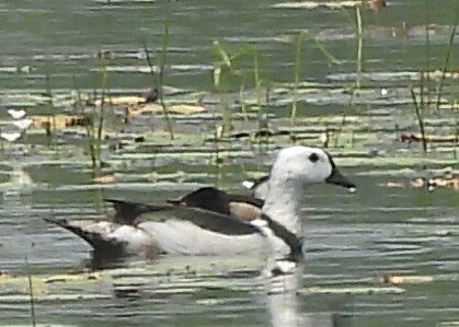 Cotton Pygmy-Goose